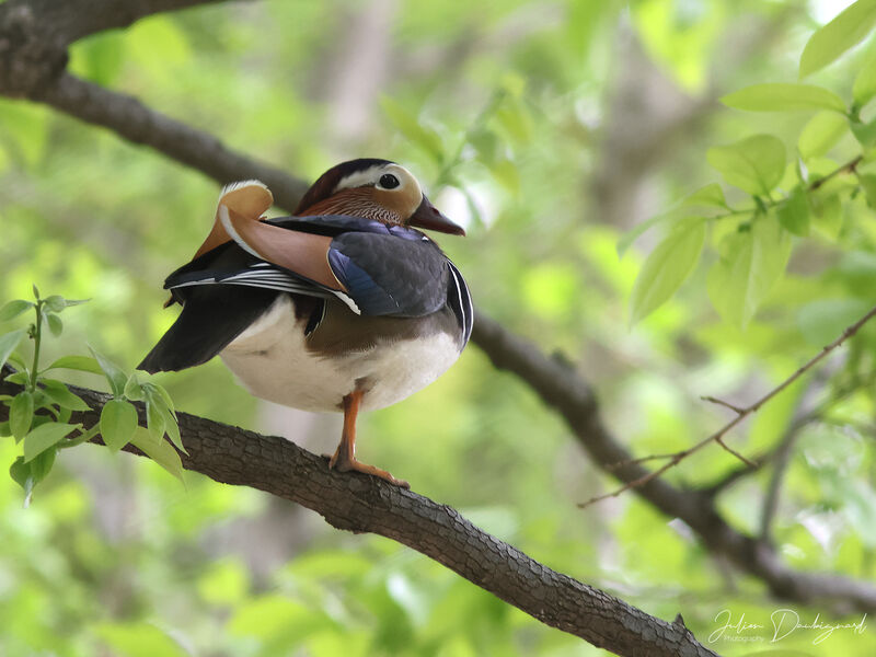 Canard mandarin, identification