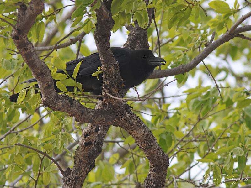 Large-billed Crow, identification