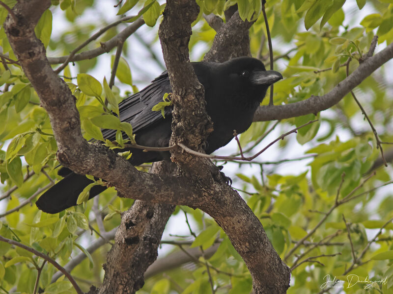 Large-billed Crow