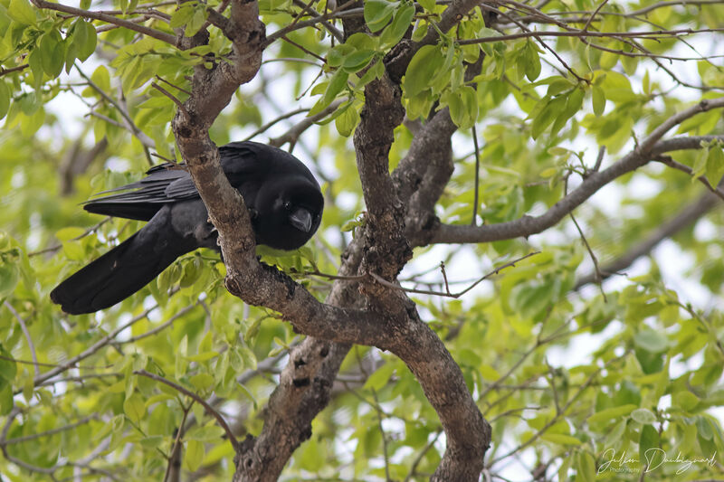 Corbeau à gros bec