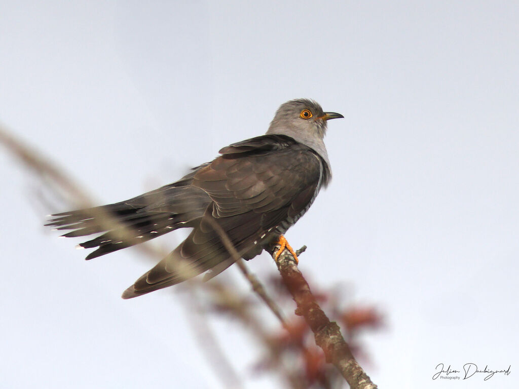 Common Cuckoo