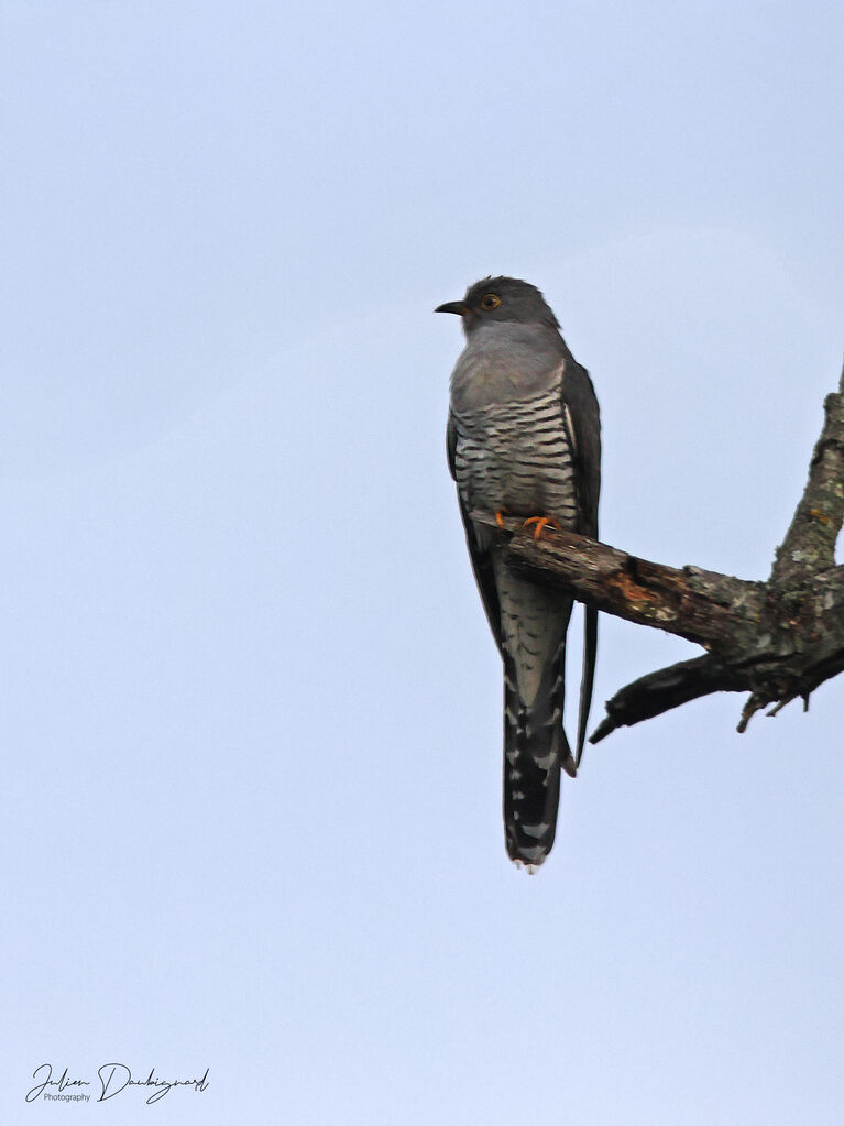 Common Cuckoo