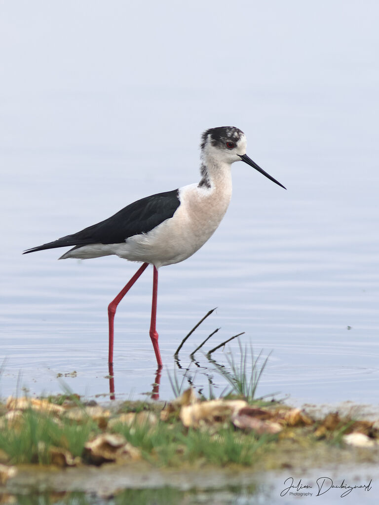Black-winged Stilt