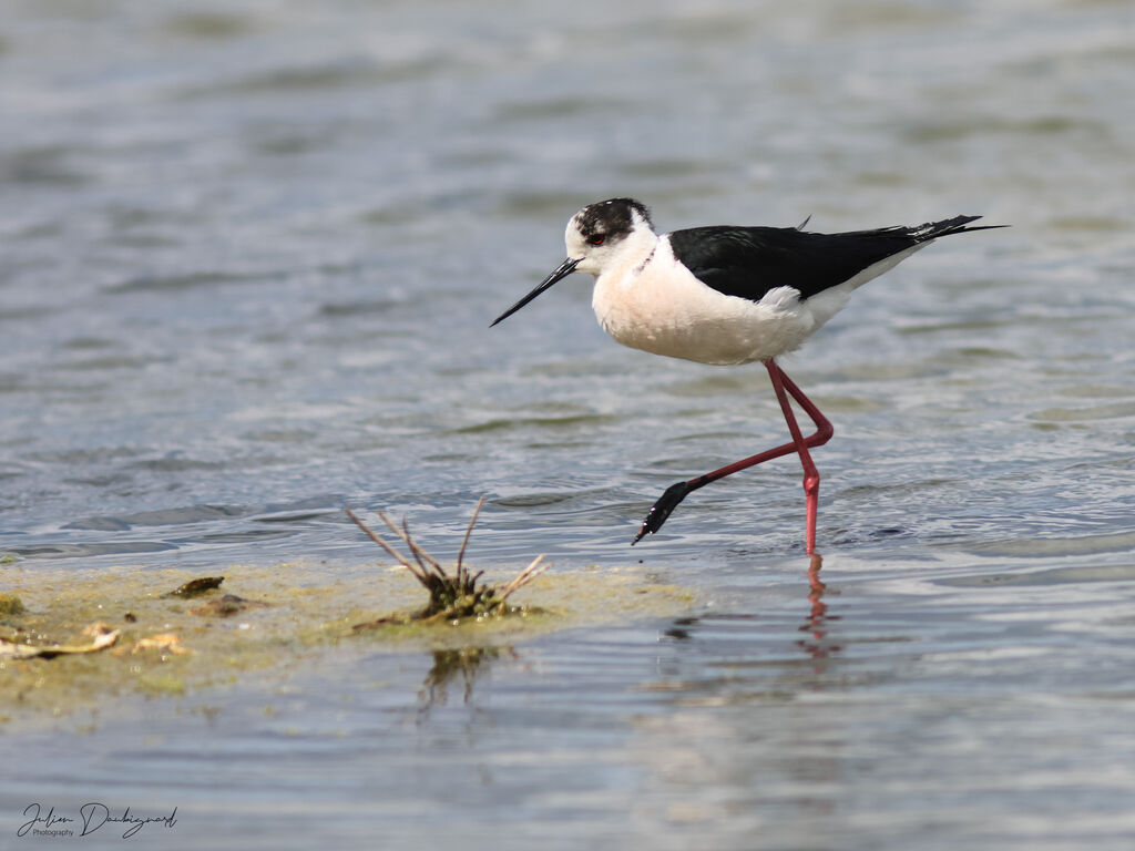 Échasse blanche, identification