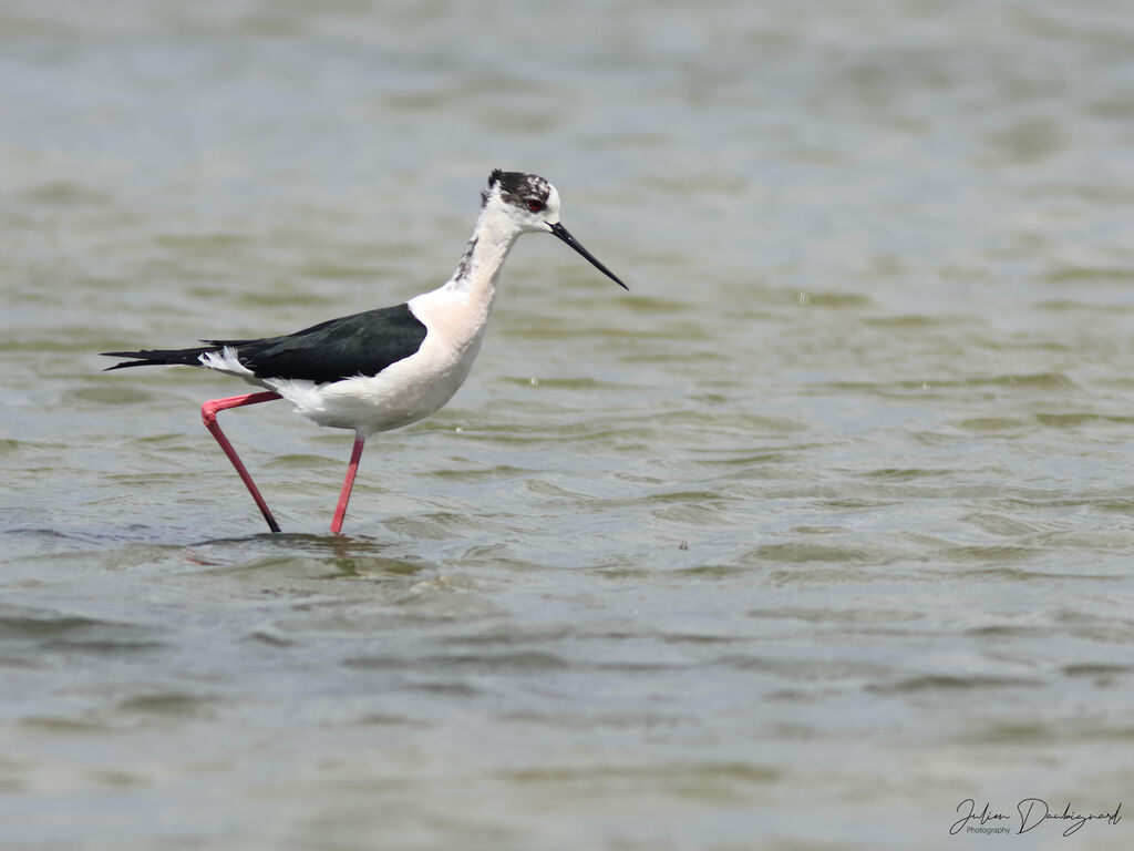 Black-winged Stilt