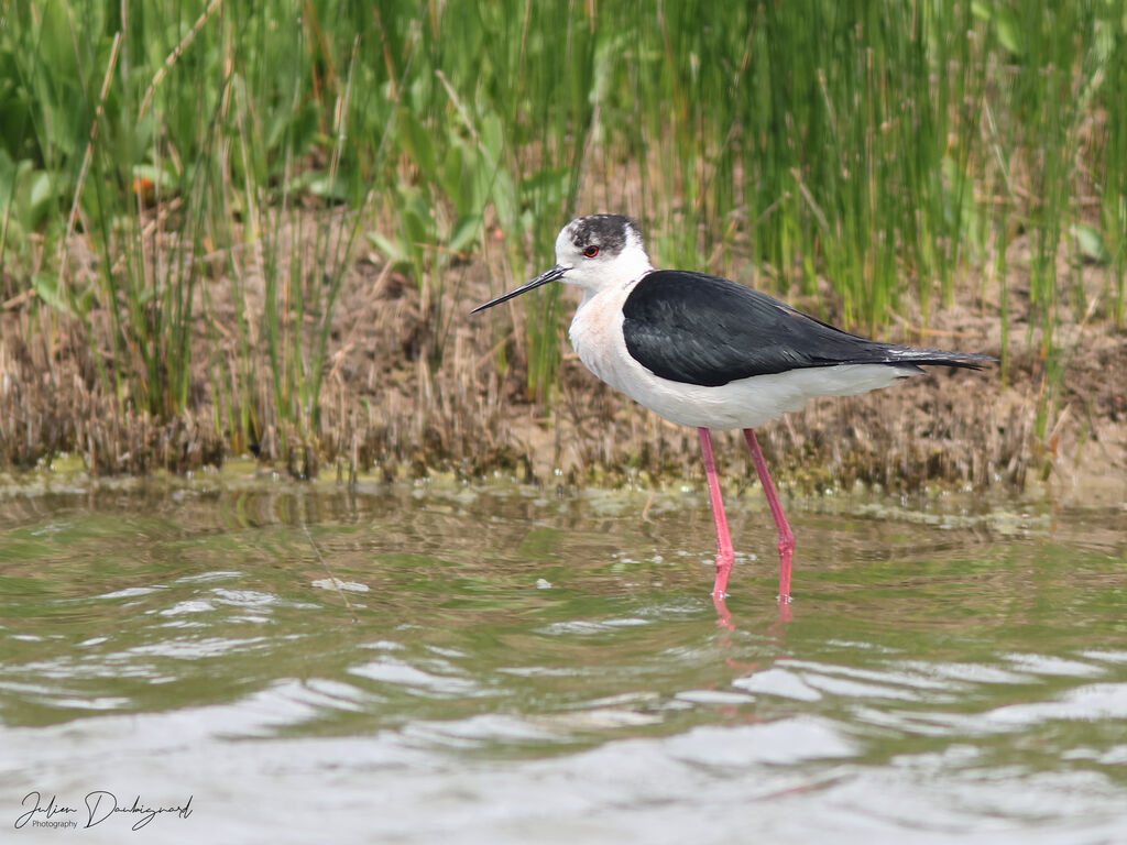 Échasse blanche, identification