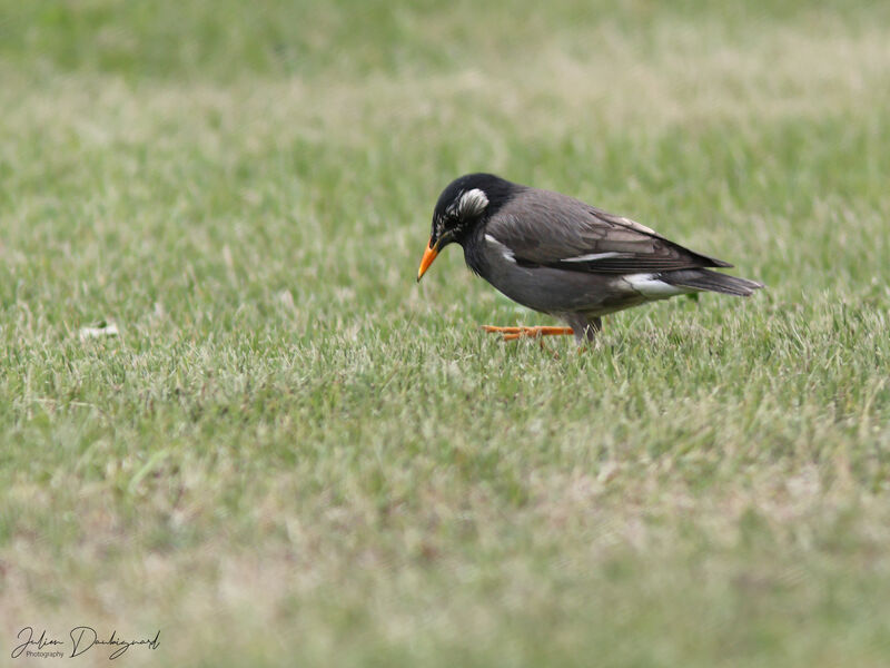 Étourneau gris, identification