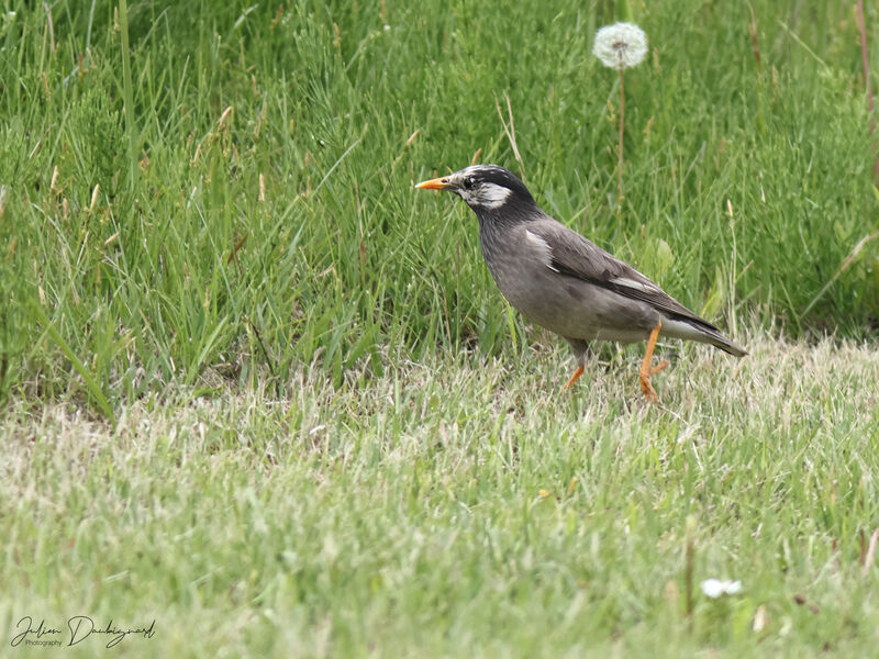 Étourneau gris, identification