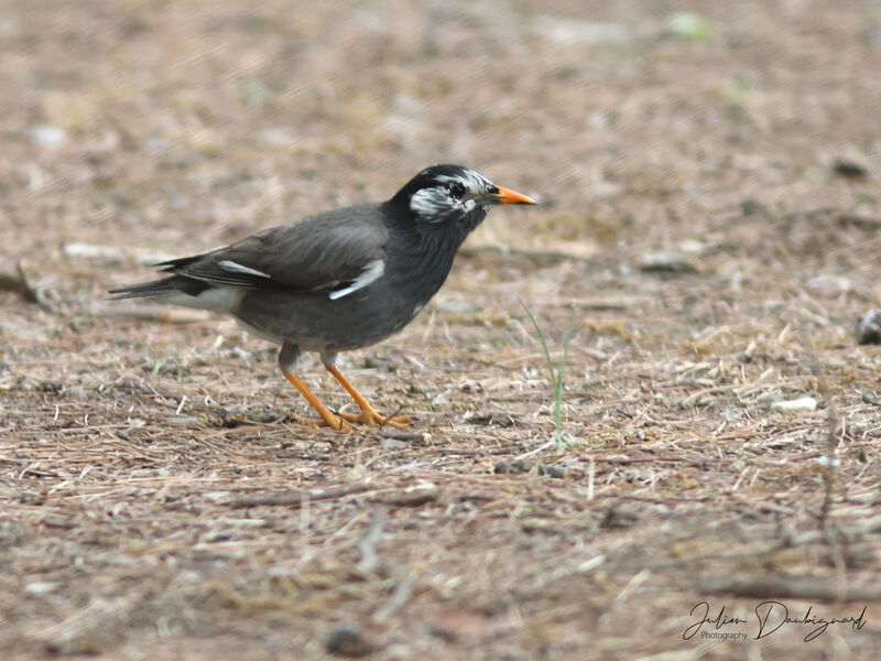 Étourneau gris, identification