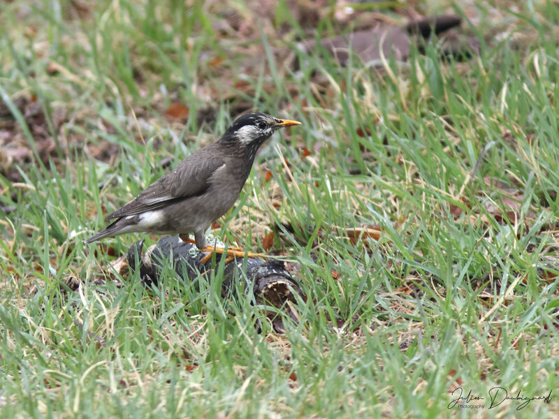 Étourneau gris, identification