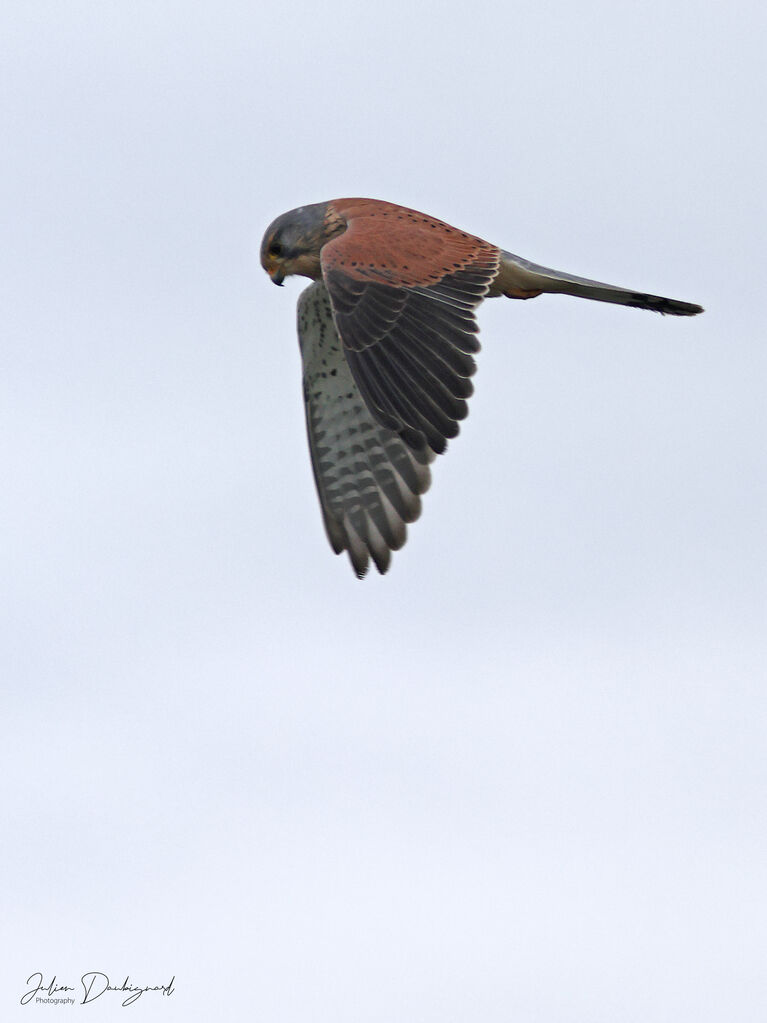 Faucon crécerelle mâle adulte, identification
