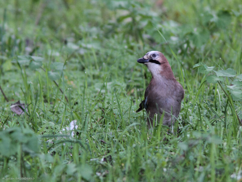 Geai des chênes, identification