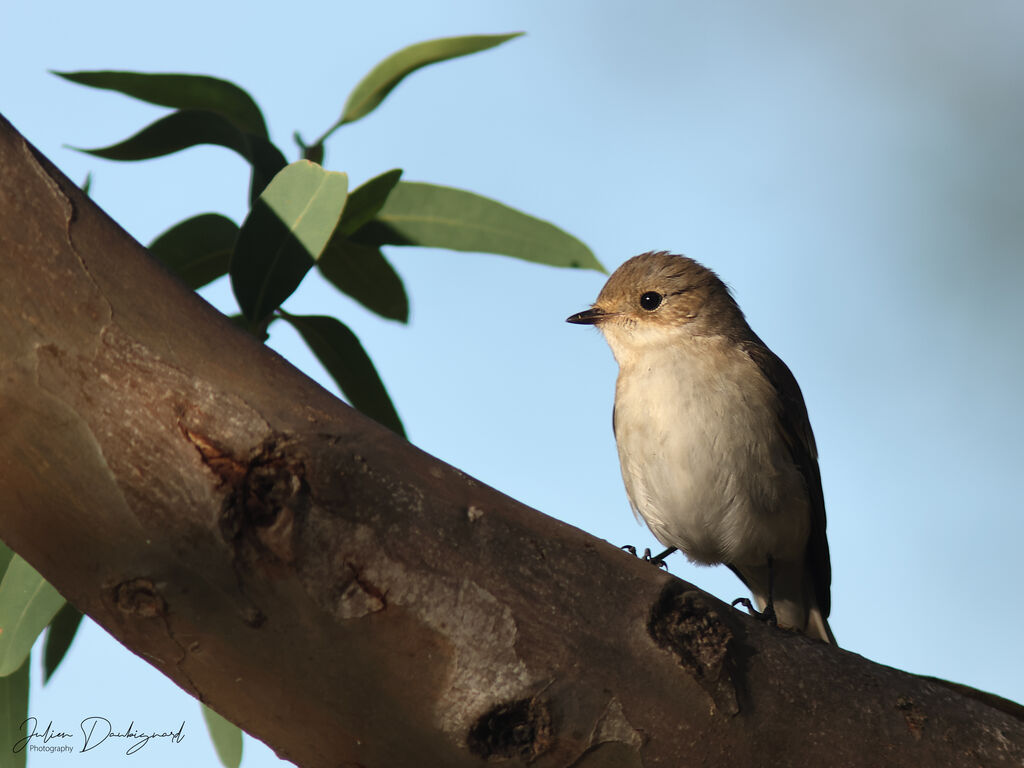 Gobemouche noir, identification
