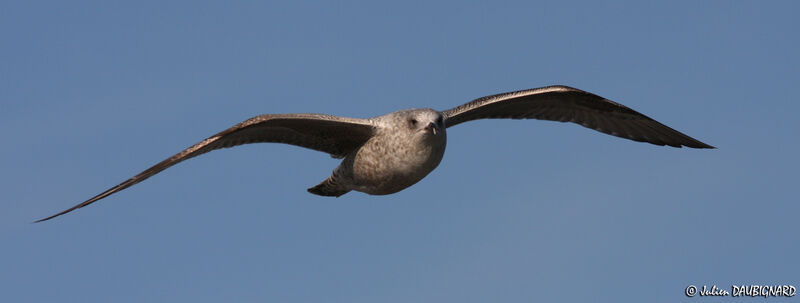 European Herring GullSecond year, Flight