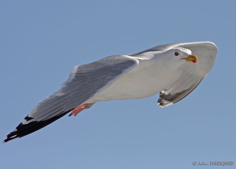 European Herring Gulladult, Flight