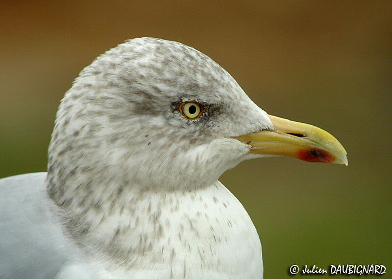 European Herring Gull