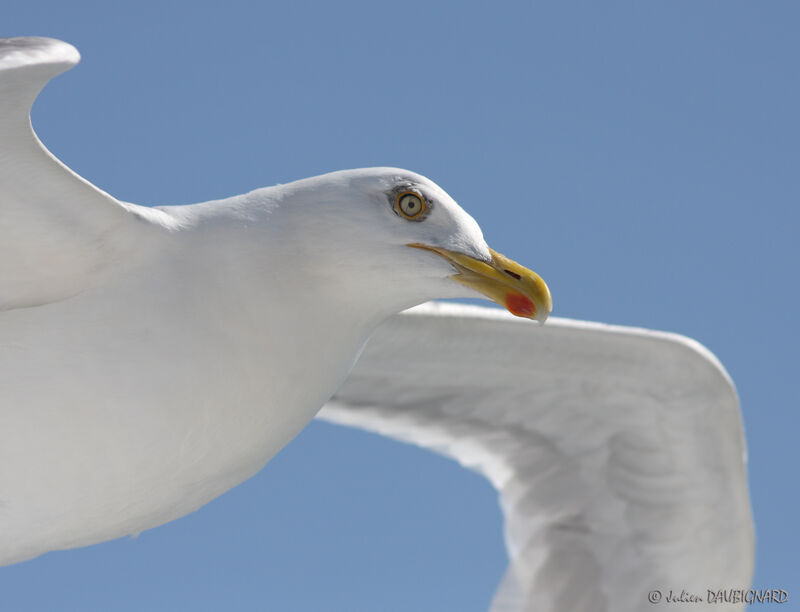 European Herring Gulladult, Flight