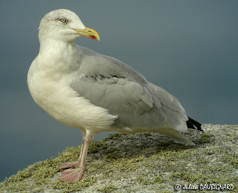 European Herring Gull