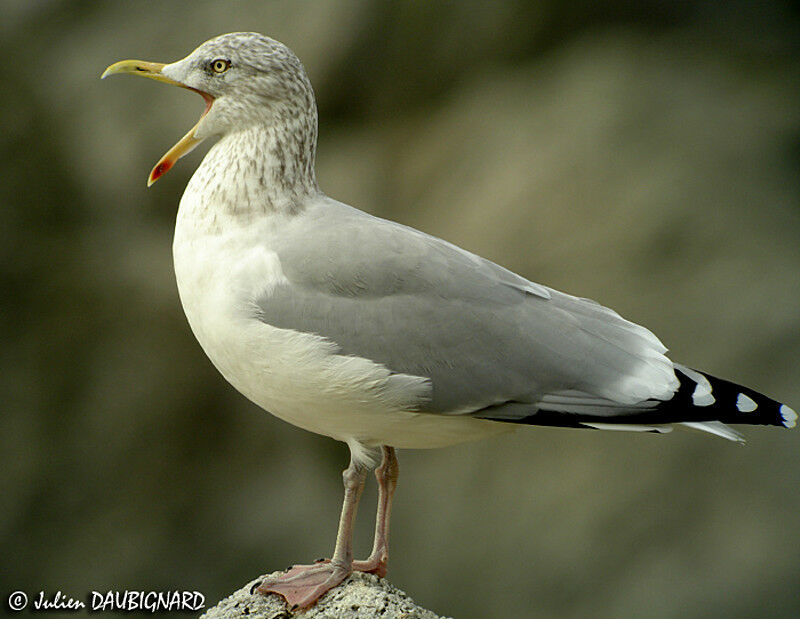 European Herring Gull