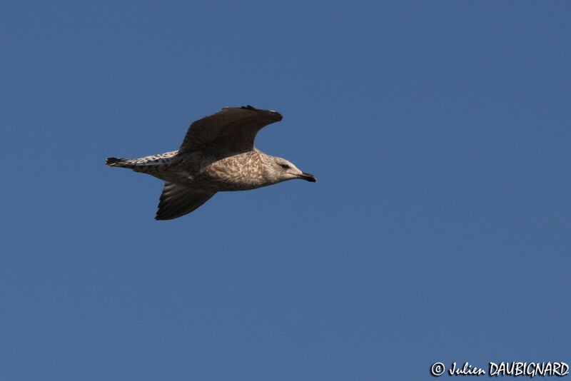 European Herring GullSecond year, Flight