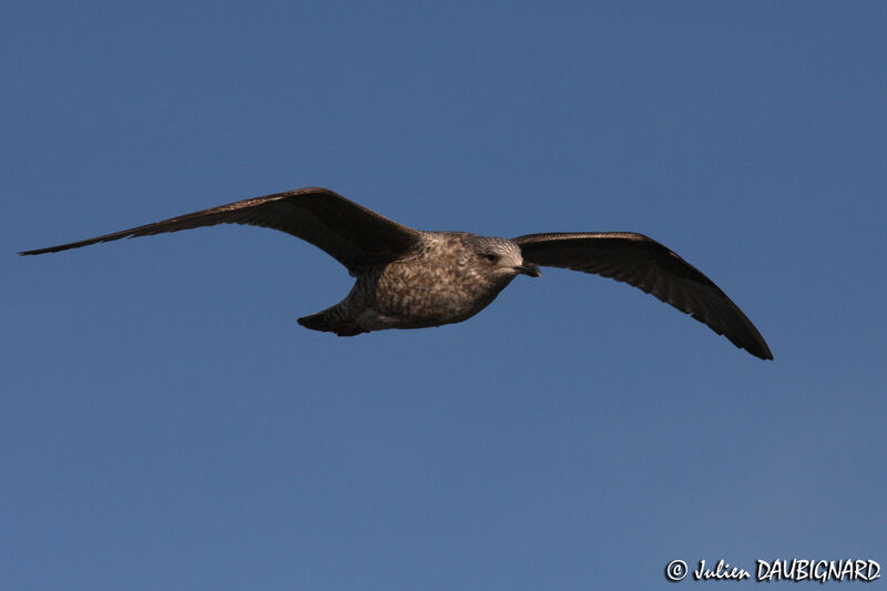 European Herring GullSecond year, Flight