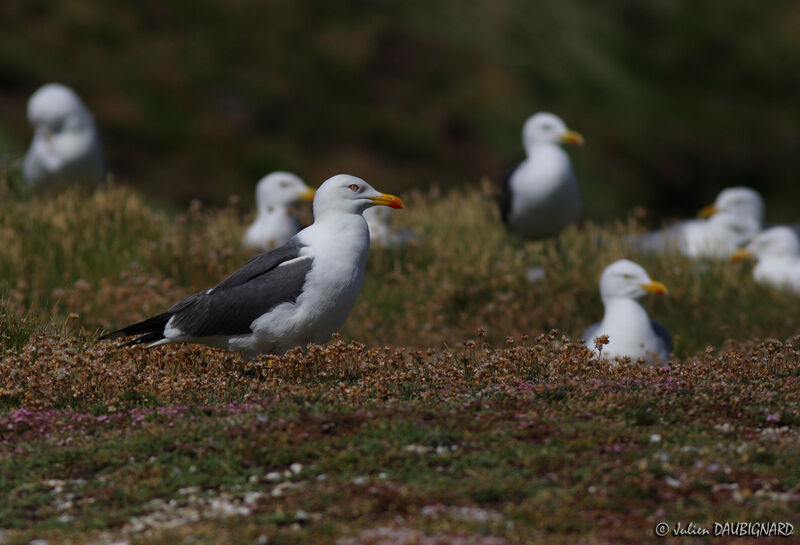 Lesser Black-backed Gulladult, identification