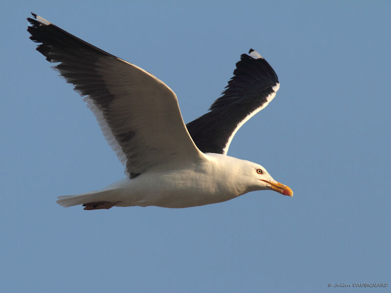 Lesser Black-backed Gulladult, Flight