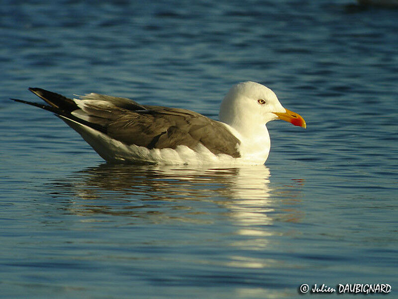 Lesser Black-backed Gulladult