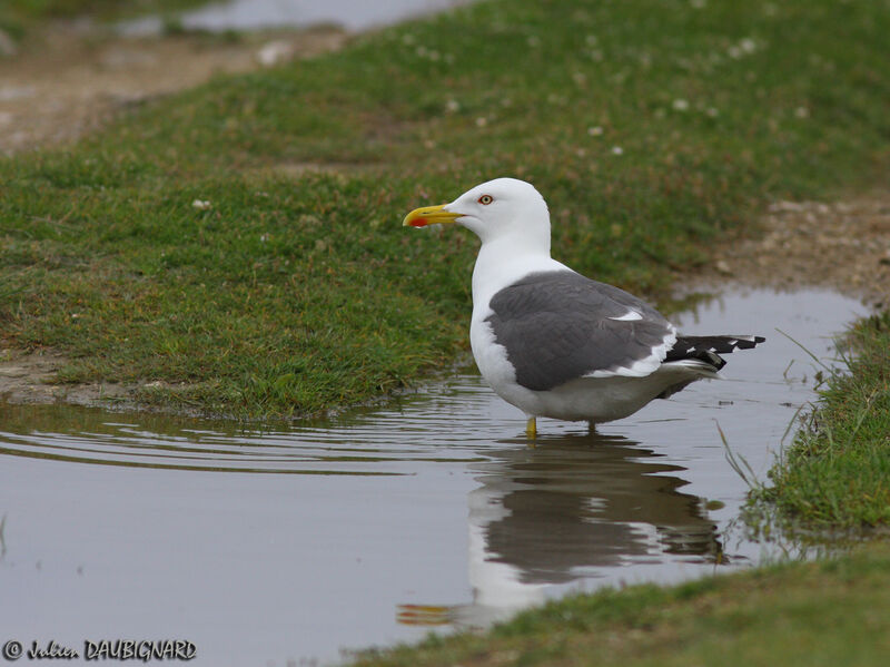 Goéland brunadulte, identification