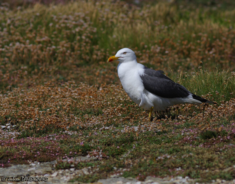 Lesser Black-backed Gulladult, identification