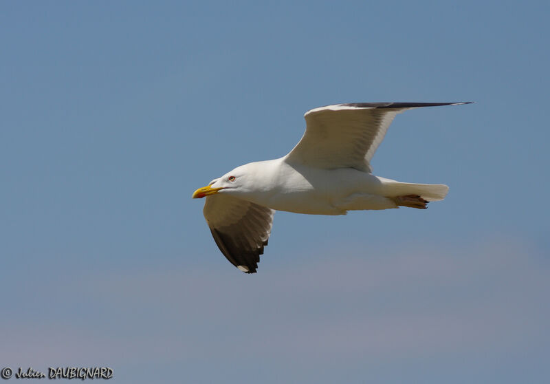 Lesser Black-backed Gulladult, Flight