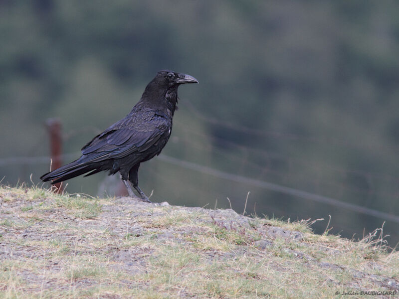 Northern Raven, identification