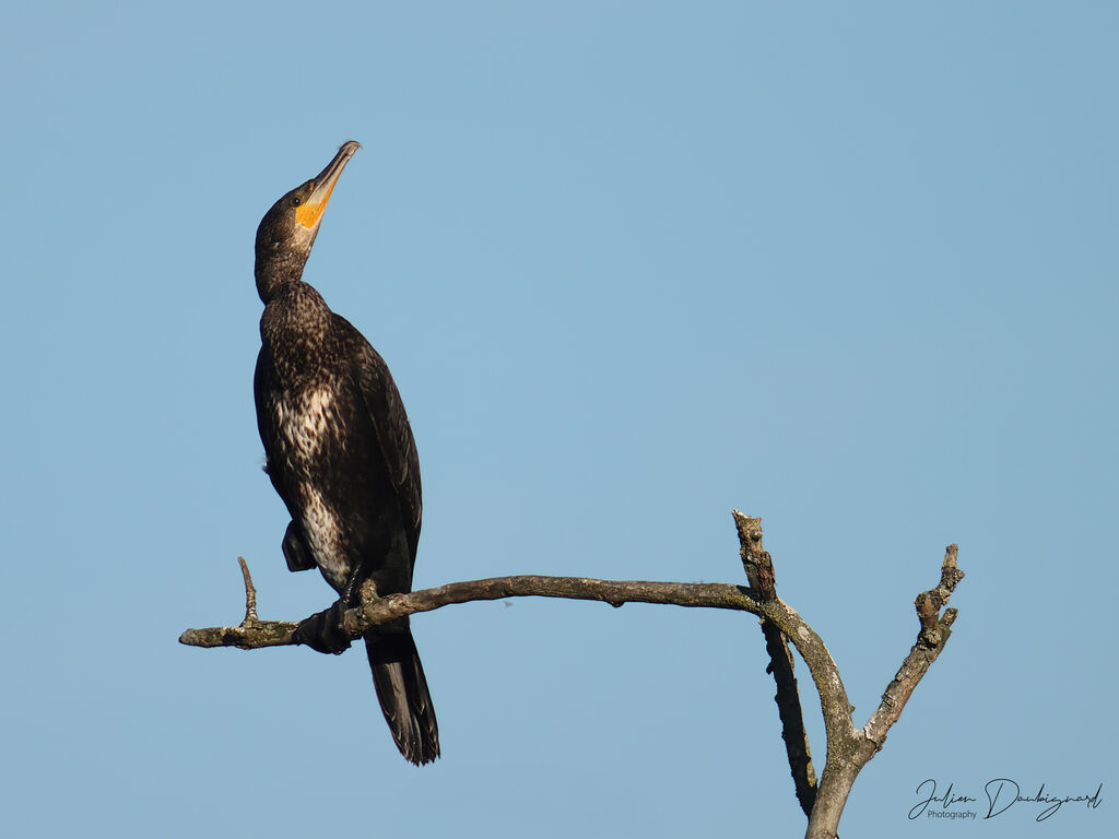 Grand Cormoran, identification