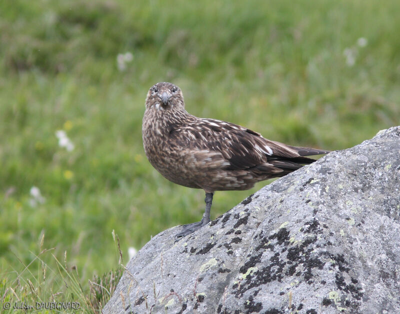 Great Skuaadult, identification