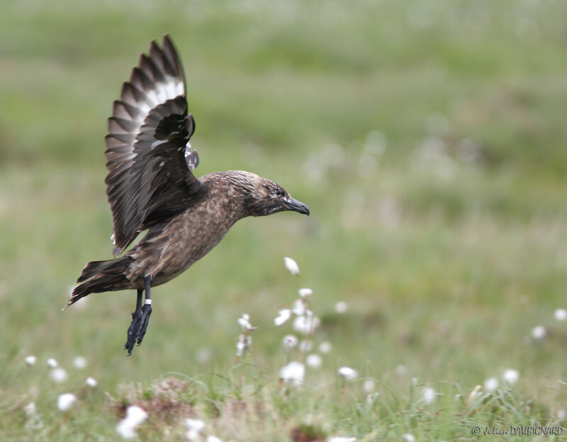 Great Skuaadult, Flight