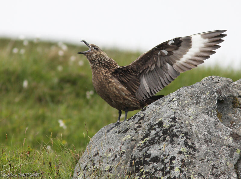 Great Skuaadult, Behaviour