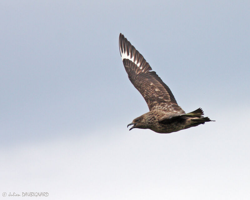 Great Skuaadult, Flight