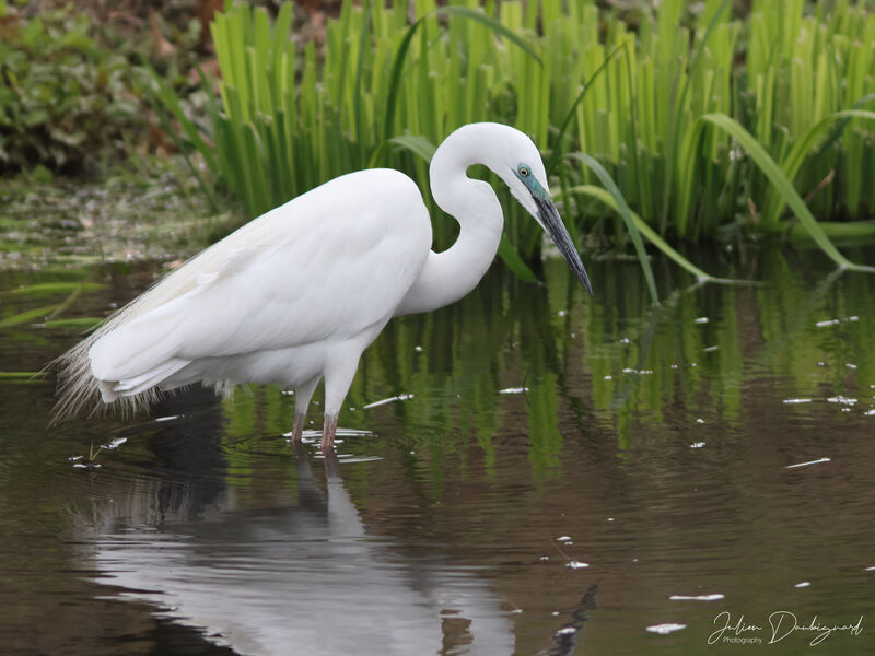 Great Egret, identification