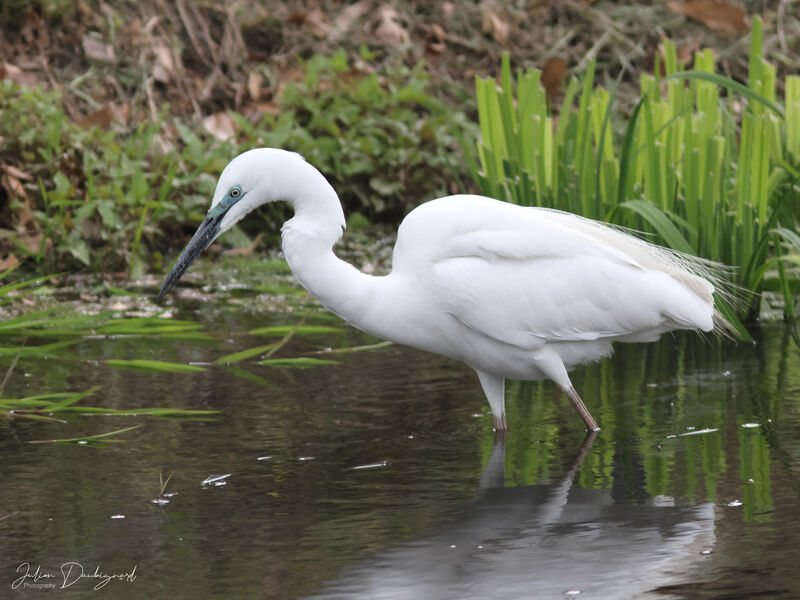 Grande Aigrette, identification