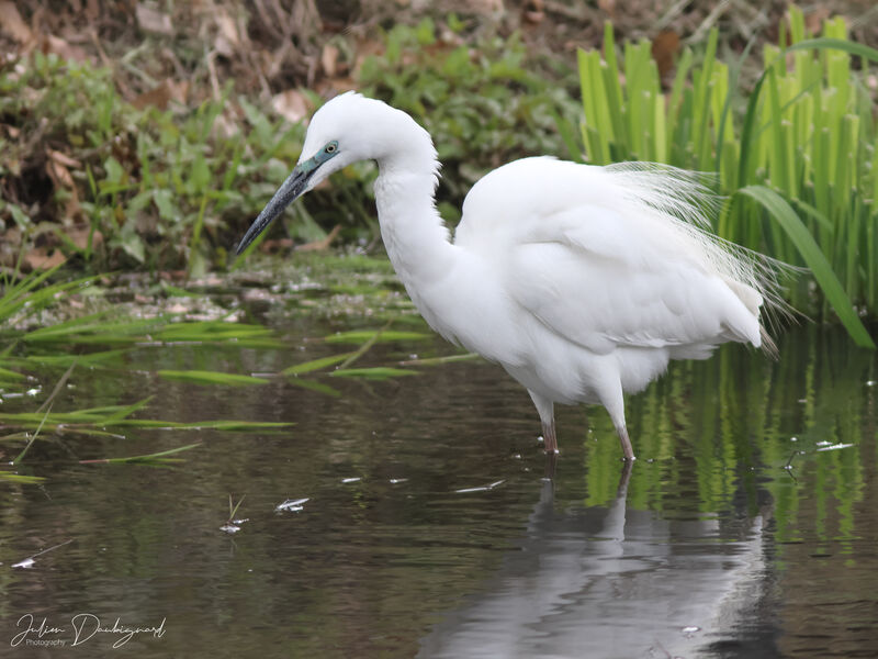 Grande Aigrette, identification