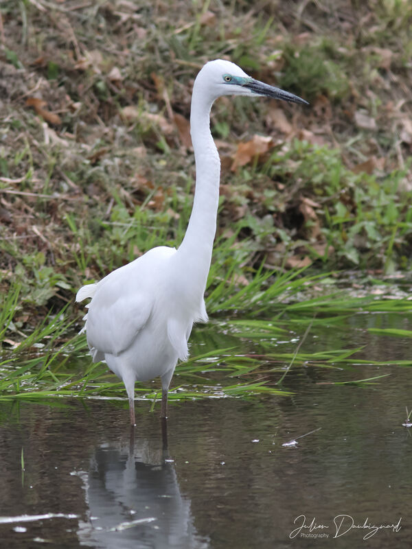 Grande Aigrette, identification