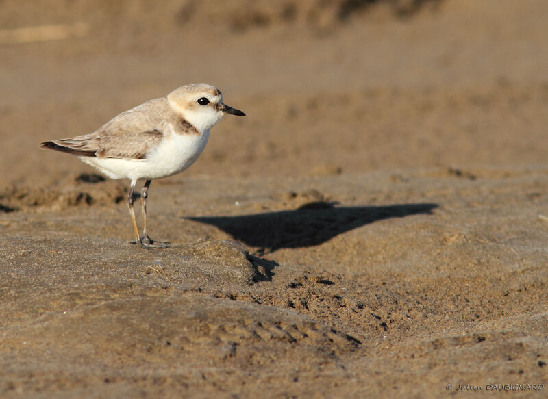 Kentish Plover female adult, identification