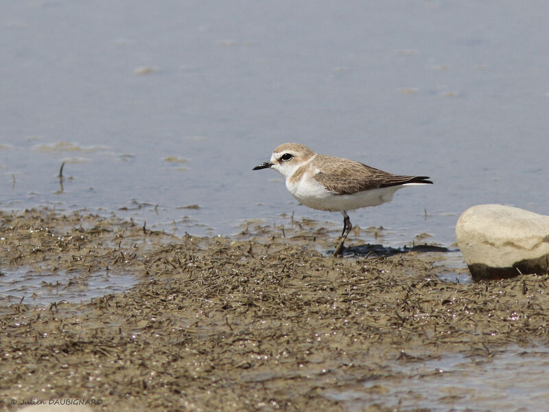 Kentish Plover, identification