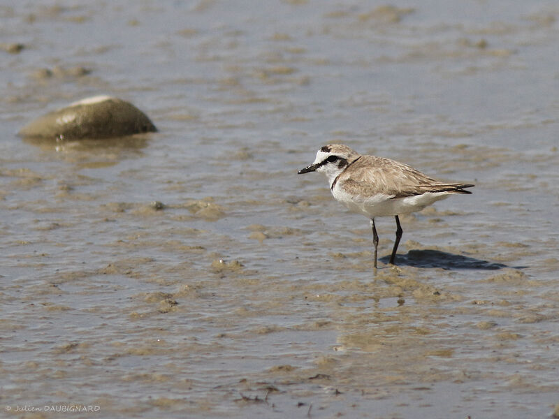 Kentish Plover, identification