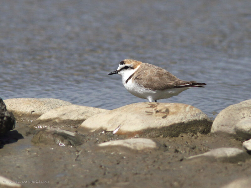 Kentish Plover, identification