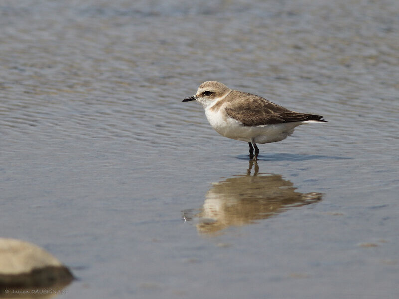 Kentish Plover, identification