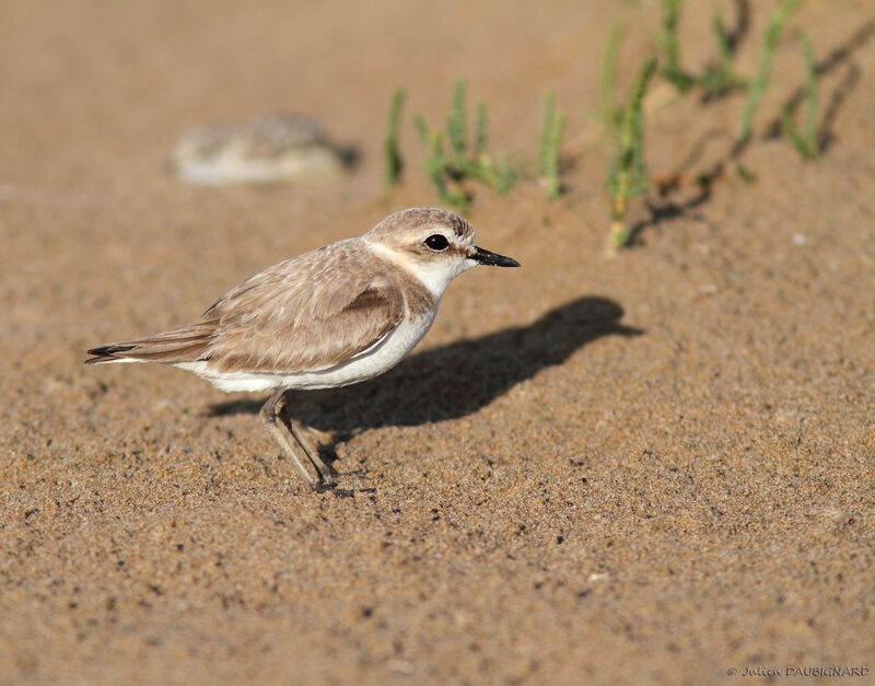 Kentish Plover female adult, identification