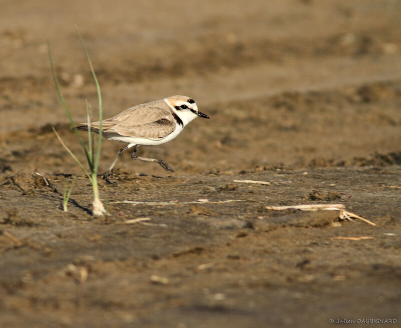 Kentish Plover male adult, identification