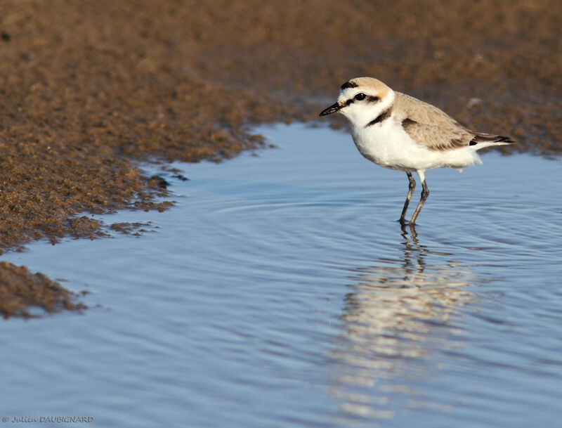 Kentish Plover male adult breeding