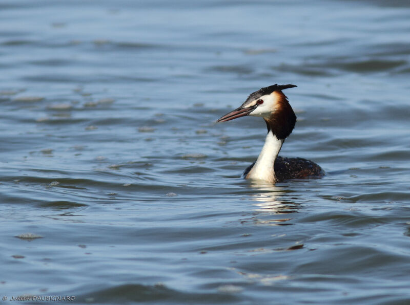 Great Crested Grebeadult breeding, identification